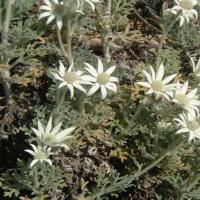 Flannel Flower