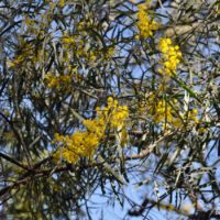 silver wattle