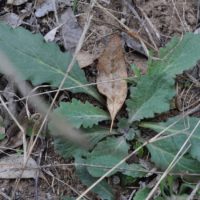 Austral bugle