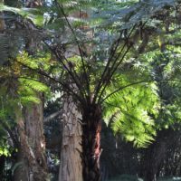 Black Tree-fern