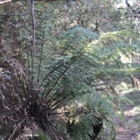 soft tree-fern