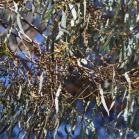 Narrow-leaved Black Peppermint