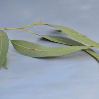 Ribbon Gum