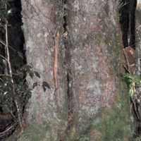 antarctic beech