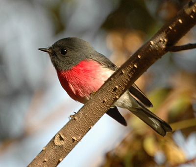 Woodland Birds Workshop