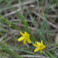 Yellow Autumn-lily
