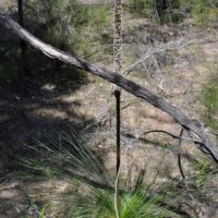 Johnson's grass tree