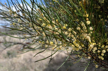 Acacia_viscidula1 | Armidale Tree Group